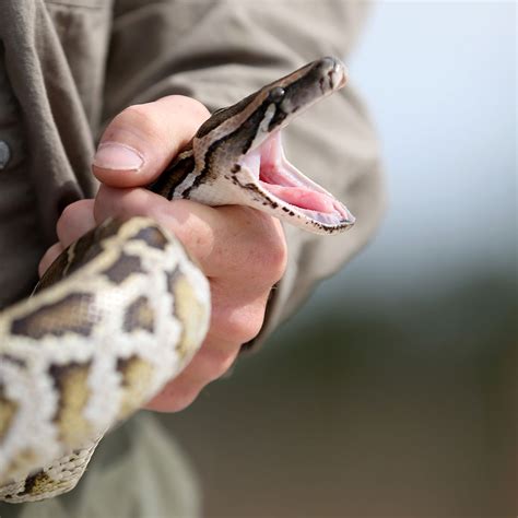 Python Eats Eagle 的图像结果