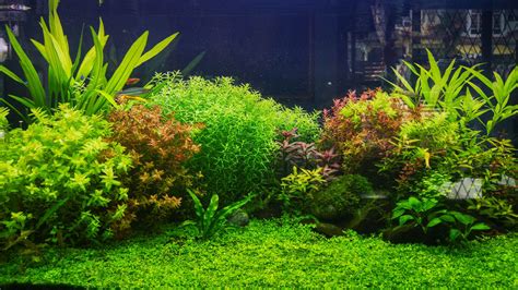 Are Live Plants Good For Your Fish Tank