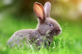 Image result for Cat and Rabbit Wallpaper 4K