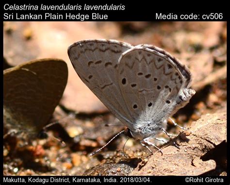 Celastrina lavendularis | Butterfly