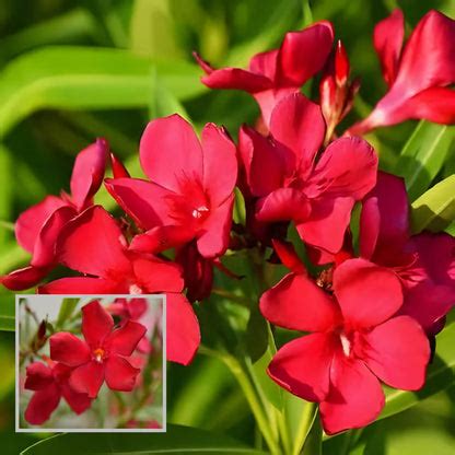 Red Colour Oleander Kaner Korobi Flower Plant