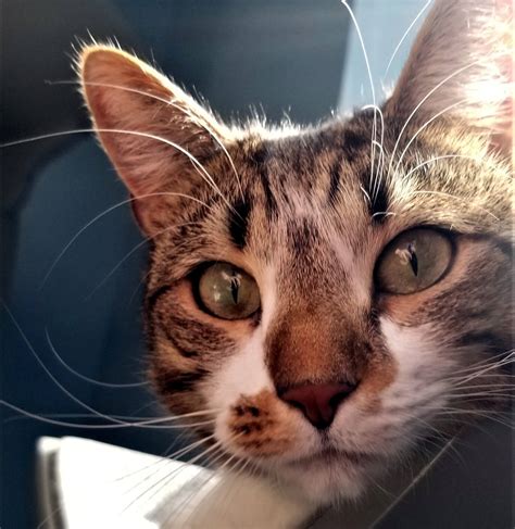 Humane Society of Cobb County – Humane Society of Cobb County