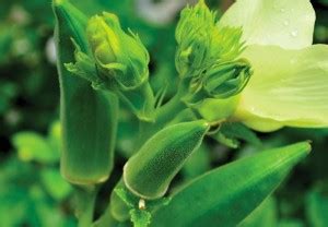 KLARKEE Z290_V_ORGANIC GREEN OKRA SEEDS Seed Price in India - Buy ...