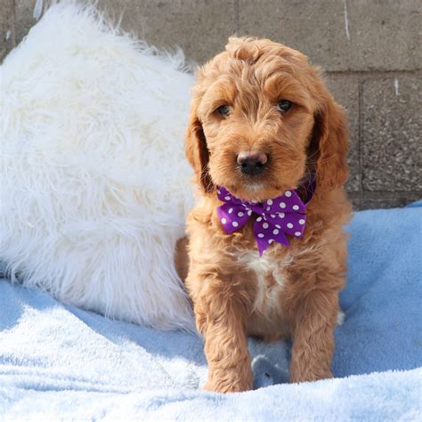 Goldendoodle Puppies for Sale in Bainbridge, NY - happyhavenretrievers.com