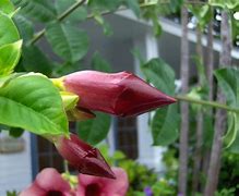 Image result for Flowers That Look Like Rabbits