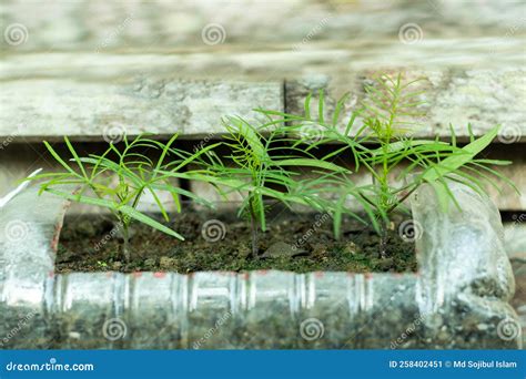 Hummingbird Vine is an Amazing Climbing Vine with Abundant Blooming ...