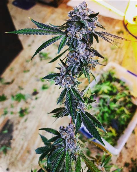 Image result for Blue Java App