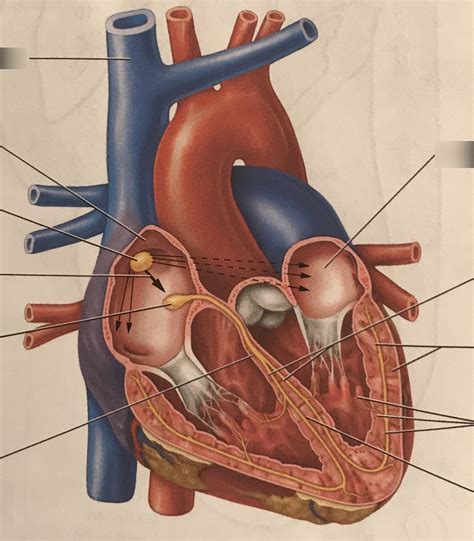 Image result for Cardiac Conduction System Disorders