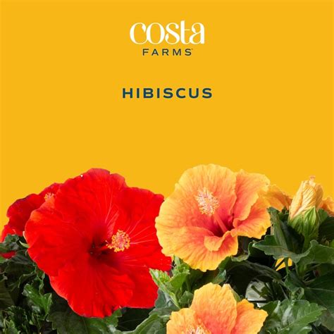 Costa Farms Red Hibiscus Flowering Shrub in 2-Gallon Pot L-HBB-G-POT-01 ...