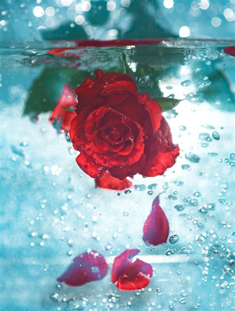 11 science-backed benefits of rose water for skincare