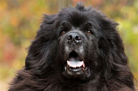 Terranova ⋆ Historia, fotos y más - 【2024】