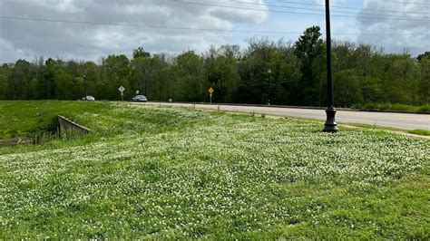 Senator John Kennedy introduces bill improving mental health resources ...