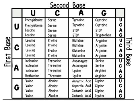Codon Table 的图像结果