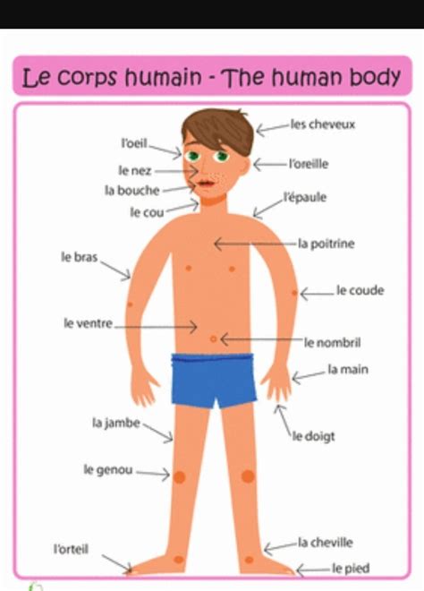 Draw and colour a sketch of the human body. Label the body parts in ...