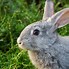 Image result for Baby Cottontail Bunnies