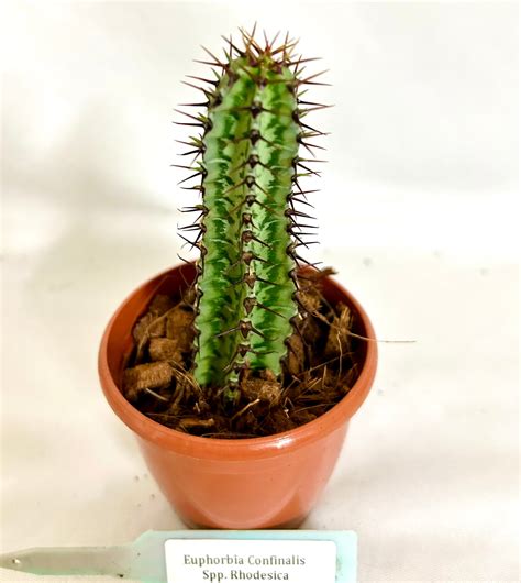 Euphorbia Confinalis Spp. Rhodesica – Dream Green