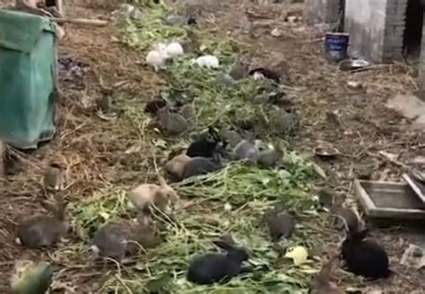女子买了5只兔子一年后变200多只，无奈又惊慌：太能生了！