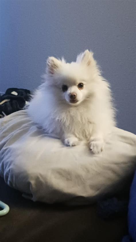 TW Pornstars - Rae Bae Babe ! -4$ OF & SNAP-. Twitter. Since the cold weather is coming if ...