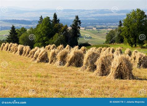 Field with Some Bundles of Hay in the Summer on Blue Sky Background ...