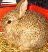 Image result for Baby Wild Rabbit Standing