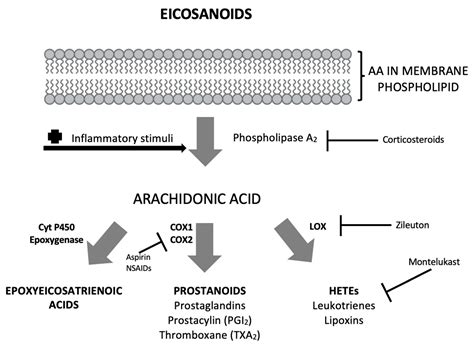 DHA/EPA (Omega-3) and LA/GLA (Omega-6) as Bioactive Molecules in ...