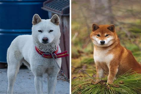 Are Jindos Good Guard Dogs