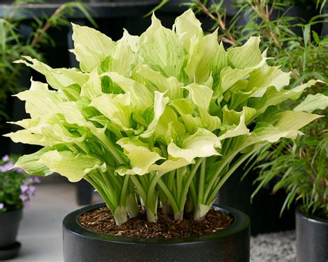 Hosta 'White Feather XXL' bare roots — Buy improved white plantain ...