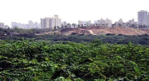 How Villagers Saved The Mangar Bani Forest Outside Polluted Delhi