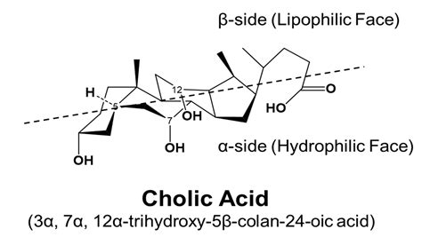 Bile Acid Receptors and the Gut–Liver Axis in Nonalcoholic Fatty Liver ...