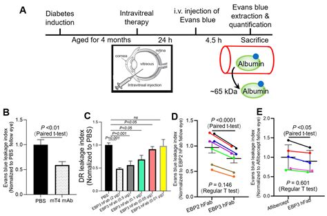 Optimal Humanized Scg3-Neutralizing Antibodies for Anti-Angiogenic ...