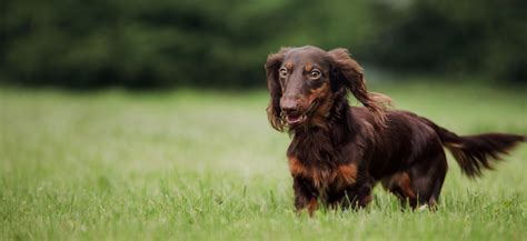 What Dog Class Is A Dachshund at Jamie Gibb blog