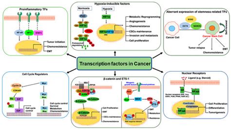 Transcription Factors in Cancer Development and Therapy
