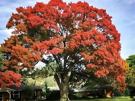 Texas tree group issues dire warning to Dallas owners of oak trees ...