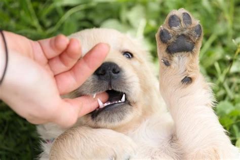 狗狗咬人的四大原因，千万别触碰它的底线 - 知乎