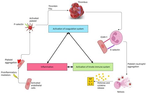 Systemic Inflammatory Response Syndrome, Thromboinflammation and Septic ...
