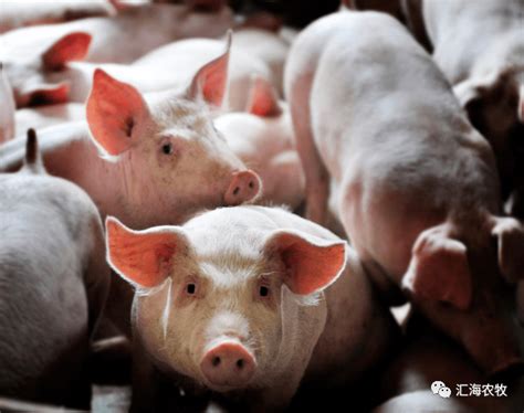 生猪价格跌破10元/斤，“猪肉概念股”一月跌幅3.69% - 养猪新闻 - 中国养猪网-中国养猪行业门户网站
