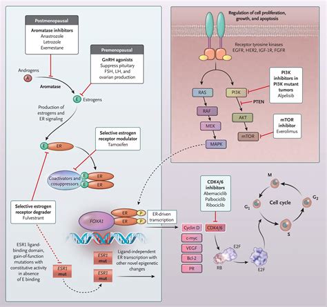 Systemic Therapy for Estrogen Receptor–Positive, HER2-Negative Breast Cancer | New England ...
