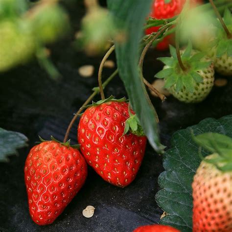 草莓一亩地用多少斤种子怎么播种?-绿宝园林网
