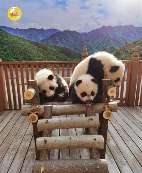4只秦岭大熊猫宝宝有了新名字 “秦”字辈给你拜年了_腾讯新闻