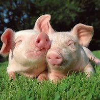 Image result for pigs