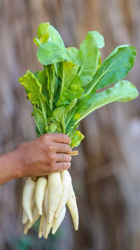 Image result for Burmese Python Diet