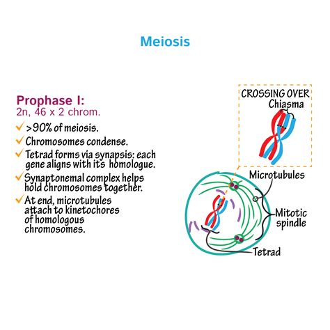 Meiosis 1 Prophase