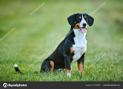 Entlebucher Sennenhund Puppies