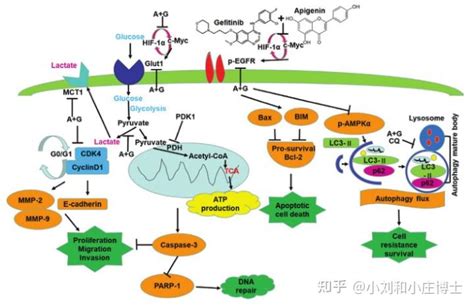 Autoadrogynephilia 的图像结果