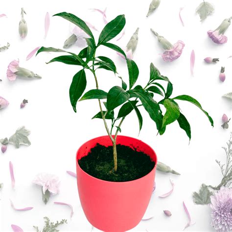 Chandni/ Crepe Jasmine/ Tabernaemontana Divaricata/ Tagar Plant/Moon B ...