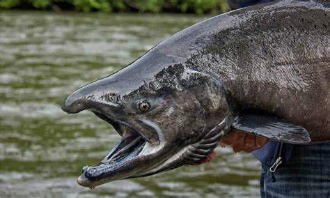 Chinook Salmon - A-Z Animals