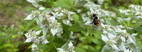 Inaugural Warminster Native Plant Swap, Hallowell Pavilion, Warminster ...