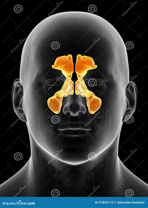 The sinuses stock illustration. Illustration of biomedical - 57843119 - illustration of sinuses