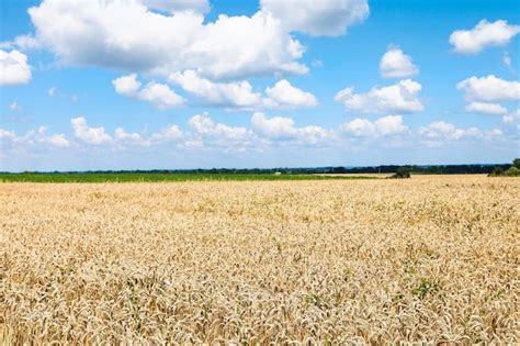 Field 的图像结果