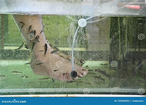 Closeup, Fish Spa and Care Via Garra Rufa Fish. Stock Photo - Image of ...